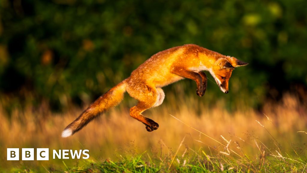 Photographer captures array of wildlife in Cornish gardens Photographer captures array of wildlife in Cornish gardens