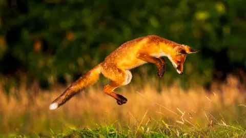 Andy Wilson/The Lost Gardens of Heligan A young fox leaping into the air while hunting.