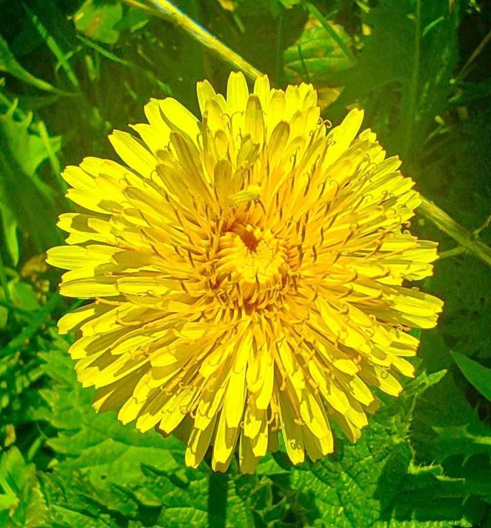 Delightful dandelion by Jim Hand