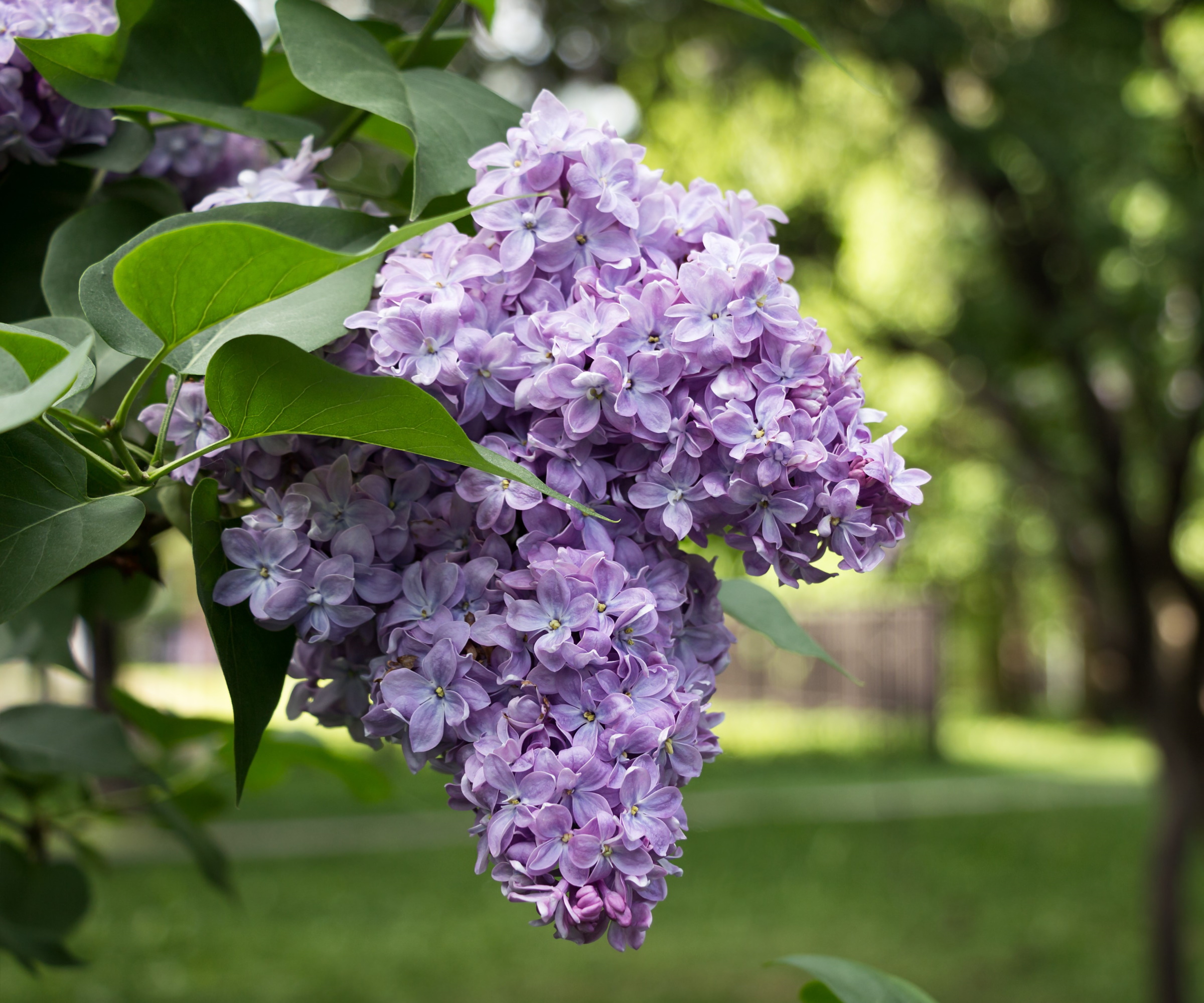 Lilac shrub with purple flowers