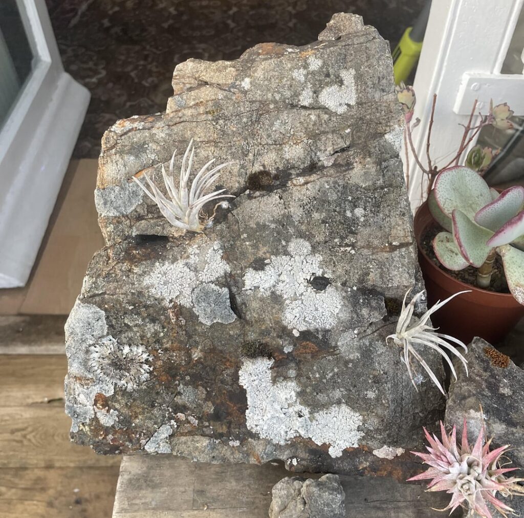 Tillandsia chiapensis