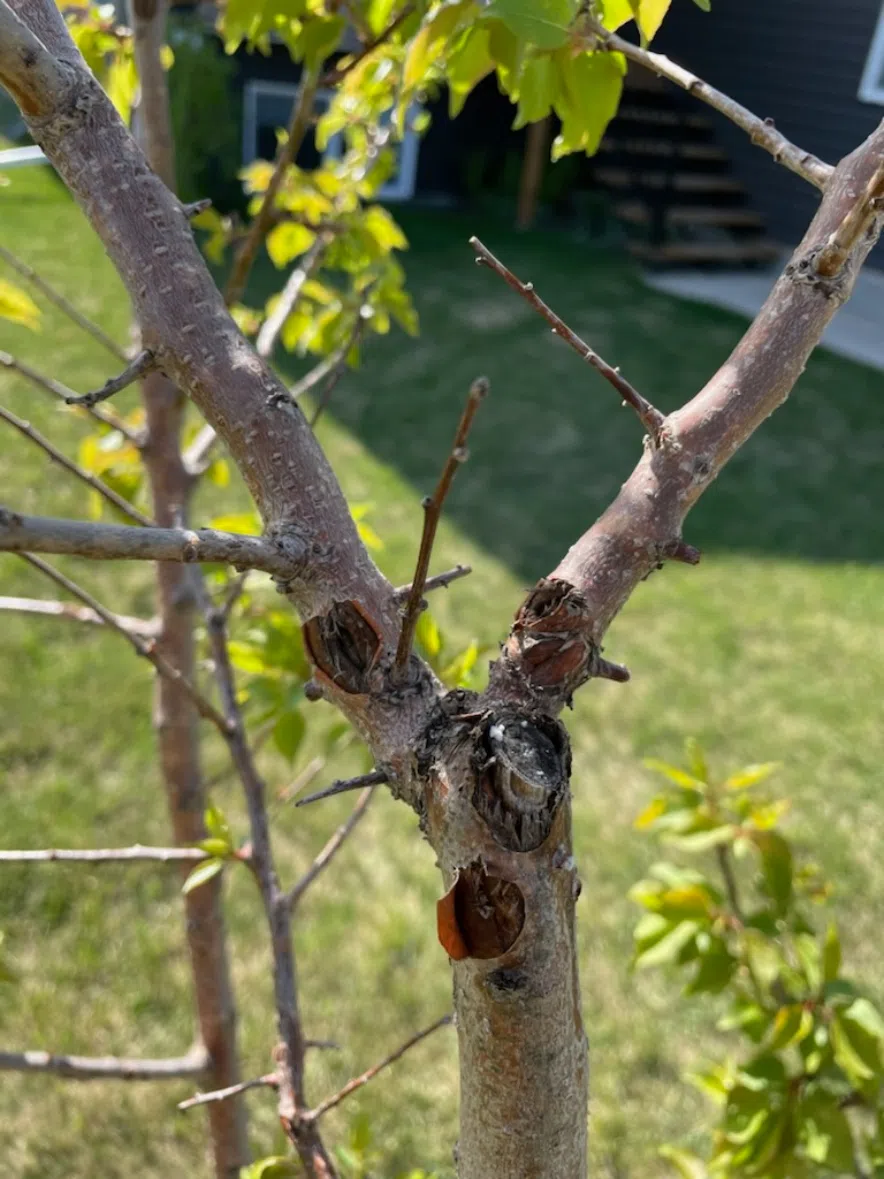 Canker on an apricot tree.