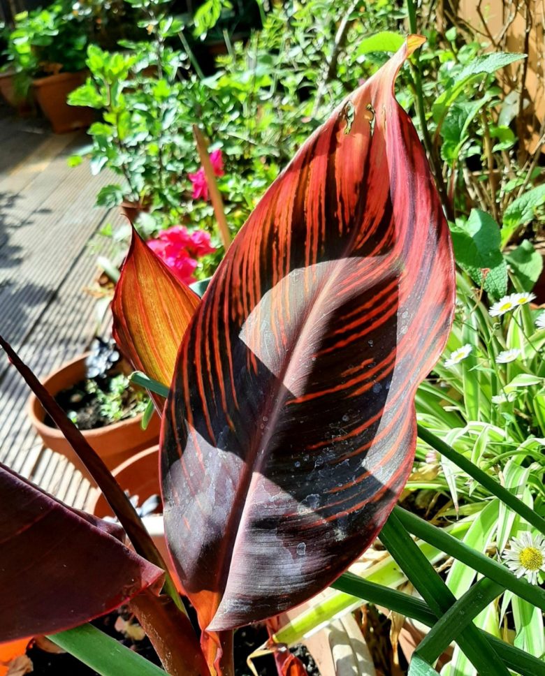 A canna lily in a pot on a roof garden.