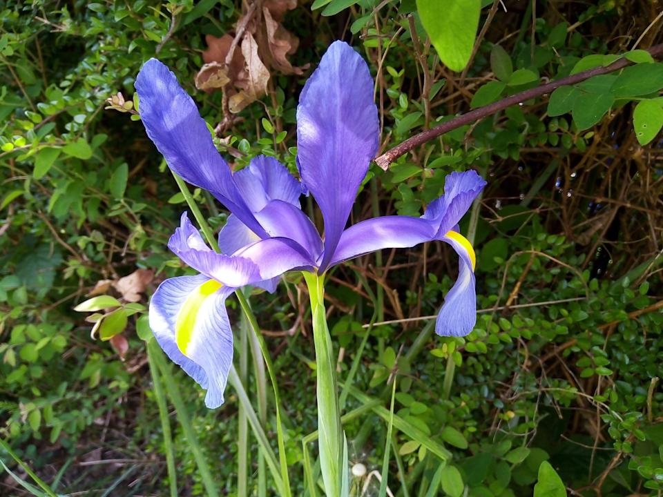 Iris in the back garden by Philip Carden