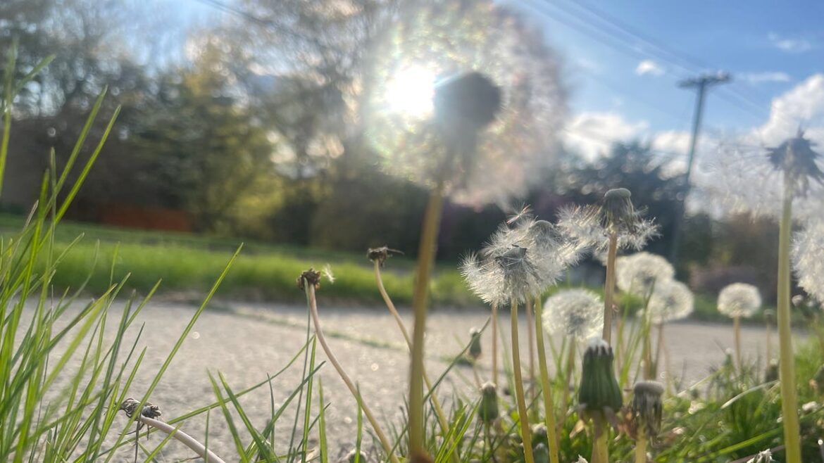 How to remove dandelions from your garden and yard