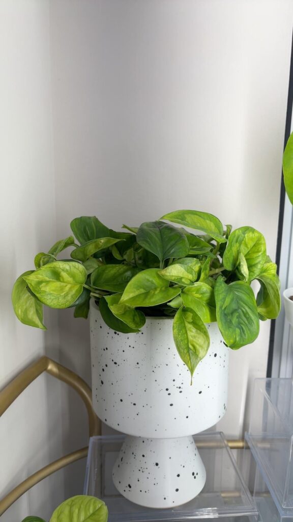 Plants helped save me