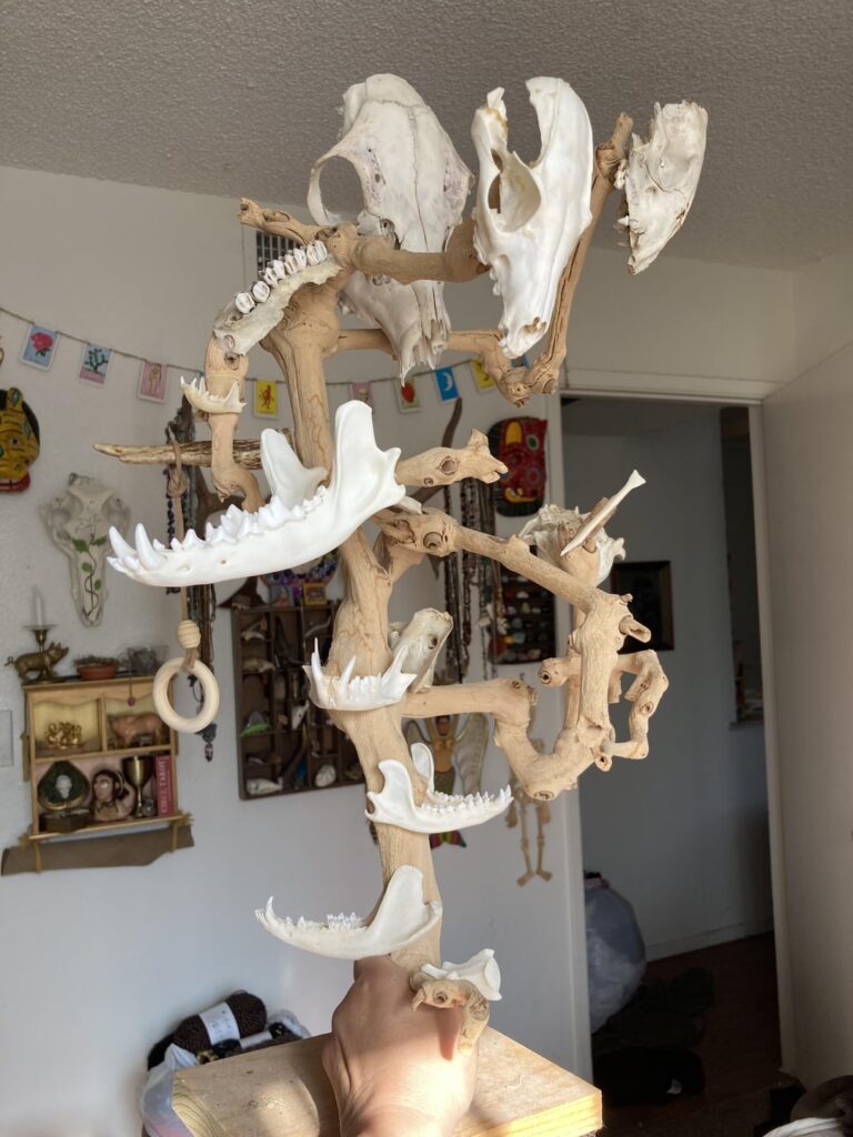 My bone tree display! My bone tree display!
