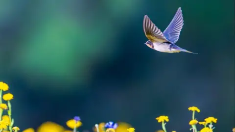 Andy Wilson/The Lost Gardens of Heligan A swallow flying through the air. There are yellow and purple flowers beneath the bird.