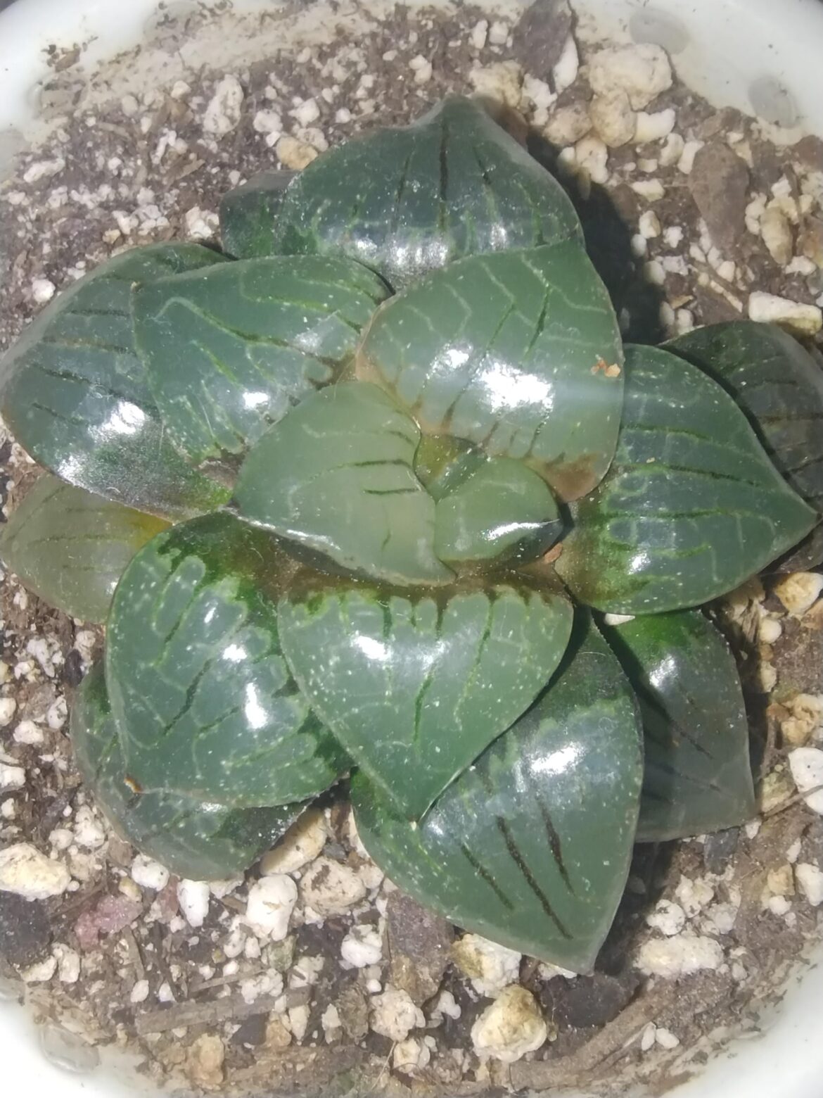 Sale on Etsy 1am succulents Sale on Etsy 1am succulents