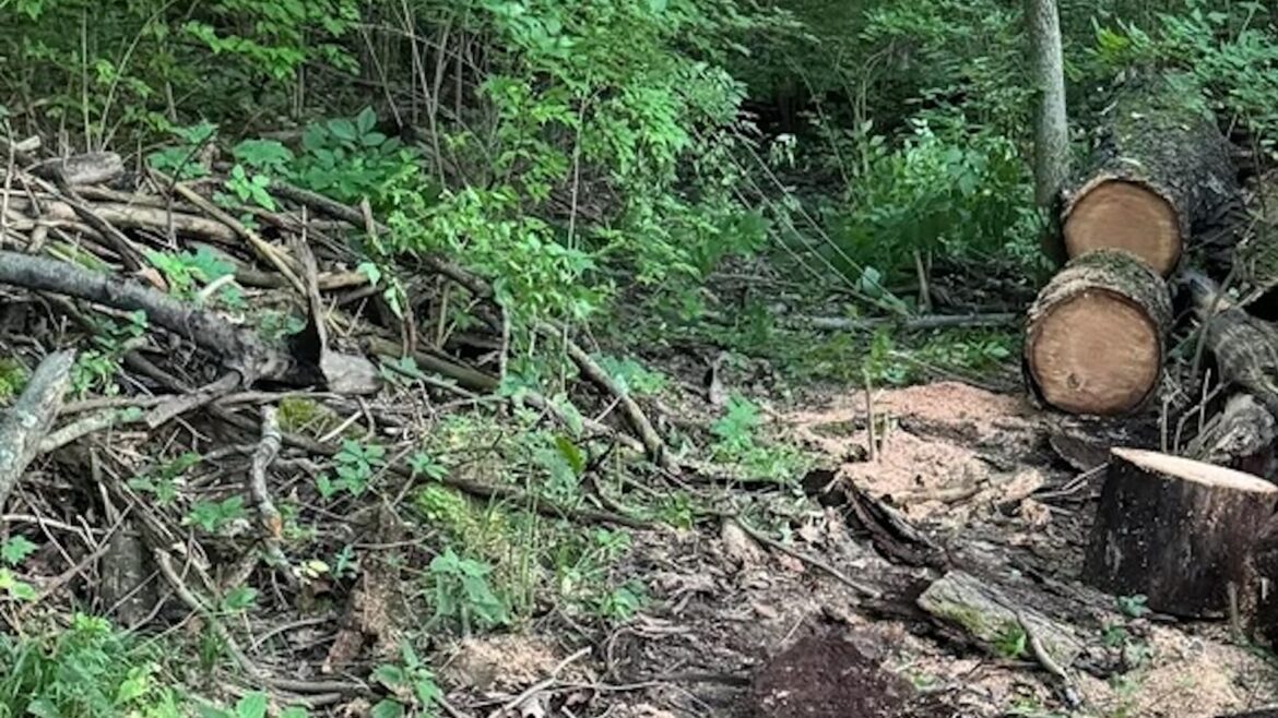 "No better feeling than running a chainsaw."