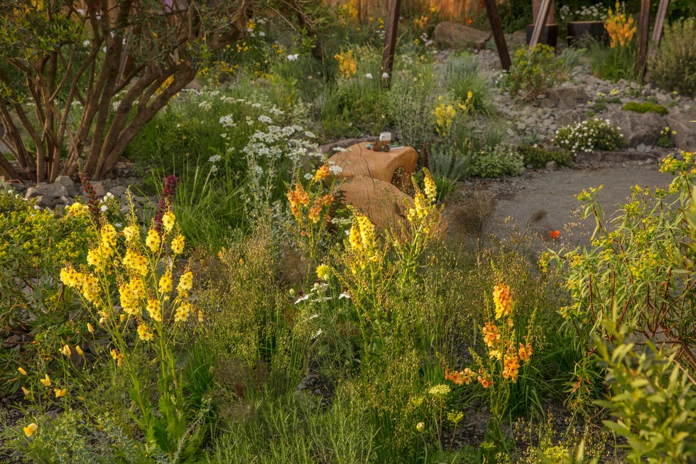 Chelsea Flower Show 2025 - The King's Trust Garden designed by Joe Perkins please refer to the library.www.clivenichols.com