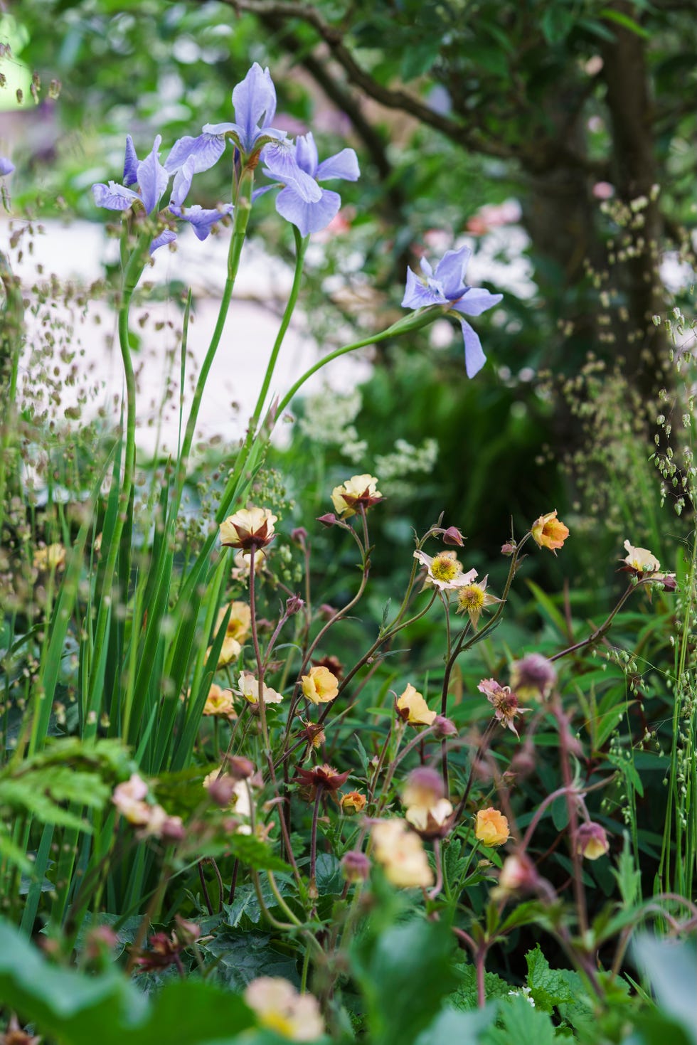 Killik & Co ‘Save for a Rainy Day Garden’ designed by Baz Grainger killik co garden designed by baz grainger at the rhs chelsea flower show 25 'save for a rainy day' garden , london uk 2025