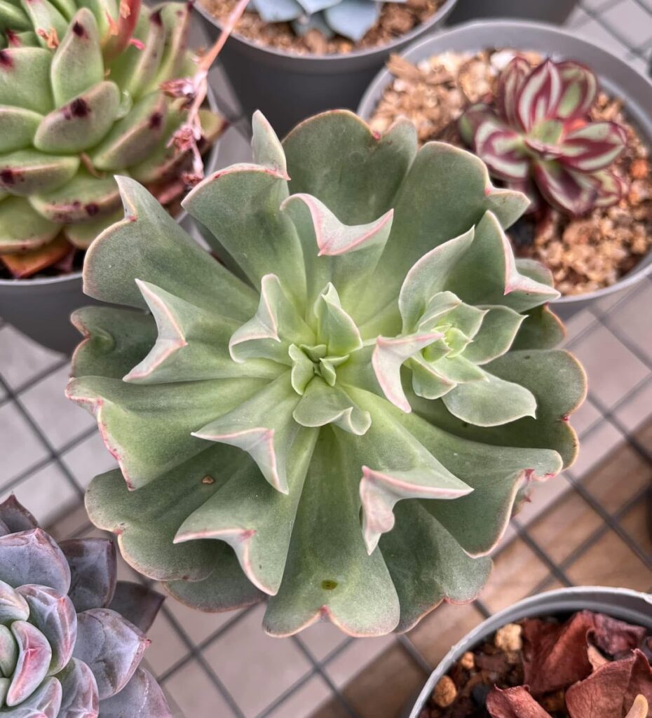 Echeveria ‘Dark Hawk’ and and… Echeveria ‘Dark Hawk’ and and…