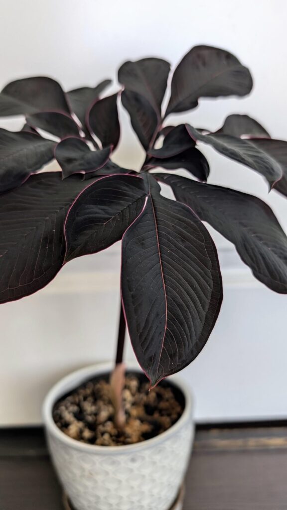 Amorphophallus atroviridis