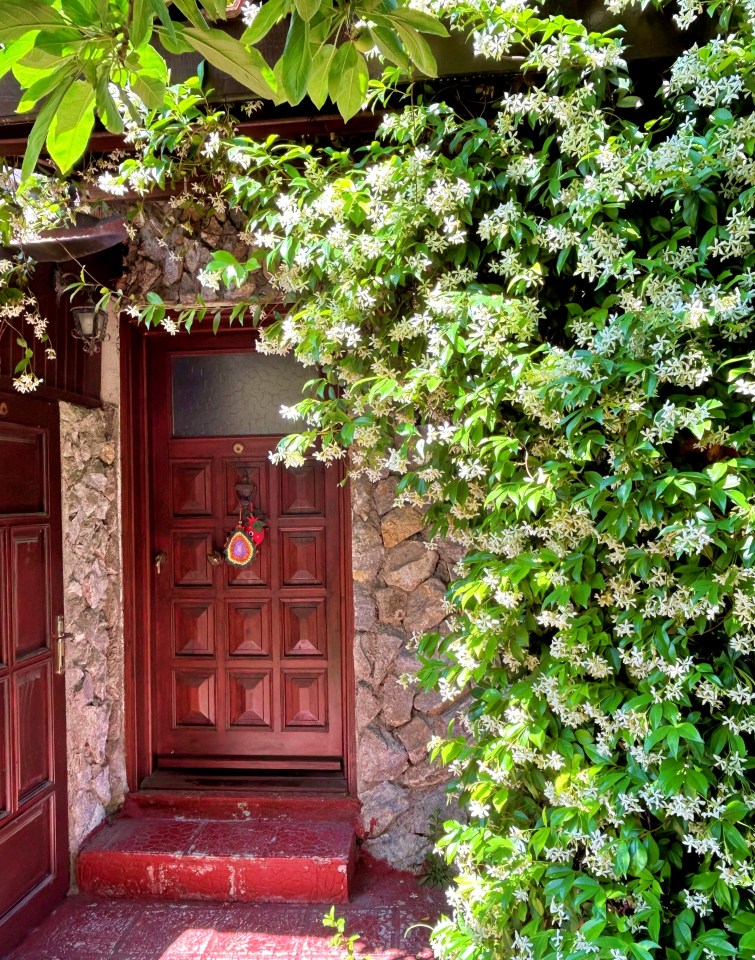 Jasmine flowers blooming on a stone house wall next to a wooden door.
