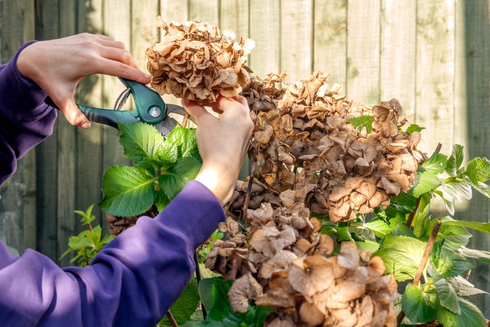 Close-up of hands pruning dried hydrangeas.