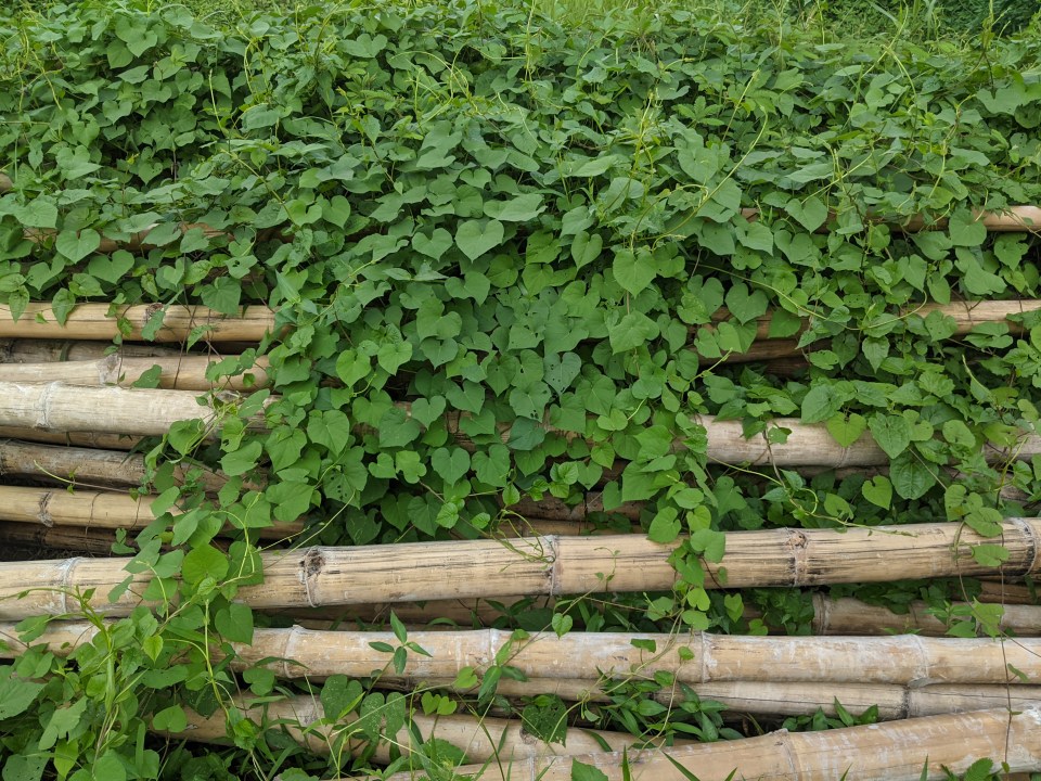 Asian knotweed growing over bamboo poles.