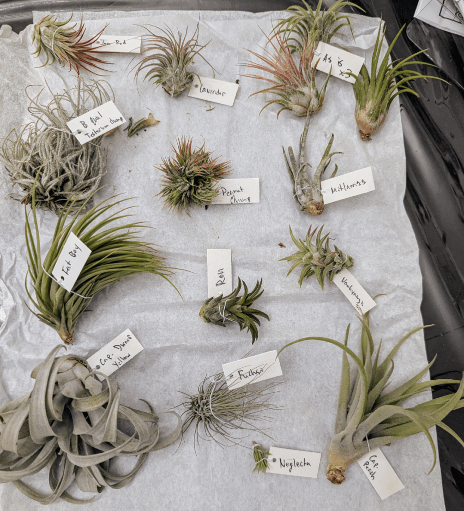 My first air plant hub order