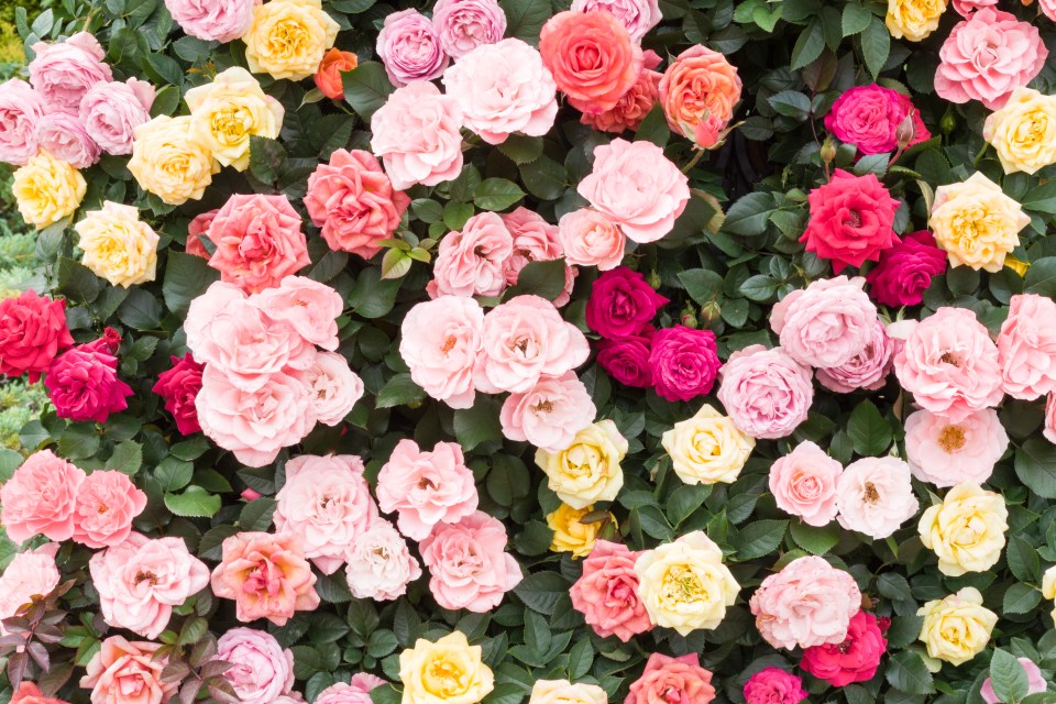 A dense cluster of multicolored roses in bloom.