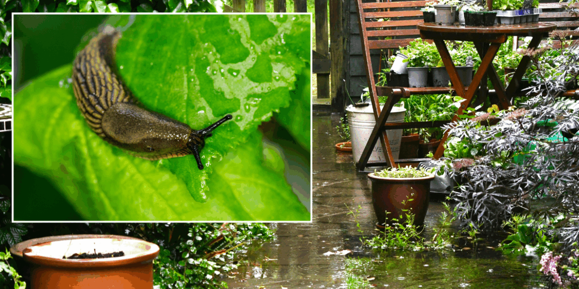 Gardening: How to banish ‘sneaky’ slugs from the garden with natural trick