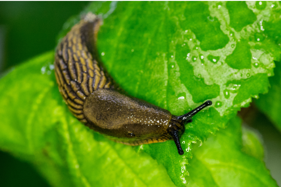 Common slug on a green leaf