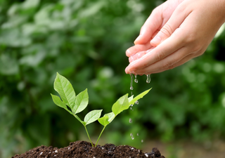 How to protect your plants during a heatwave: Practical tips