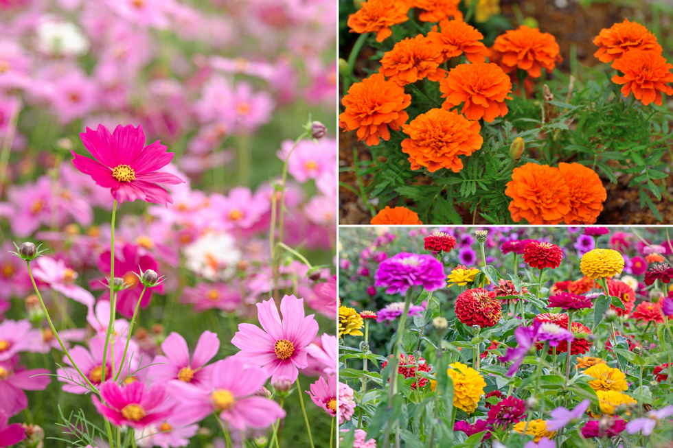 Cosmos flowers in different shades of pink; orange marigolds; differently coloured zinnia