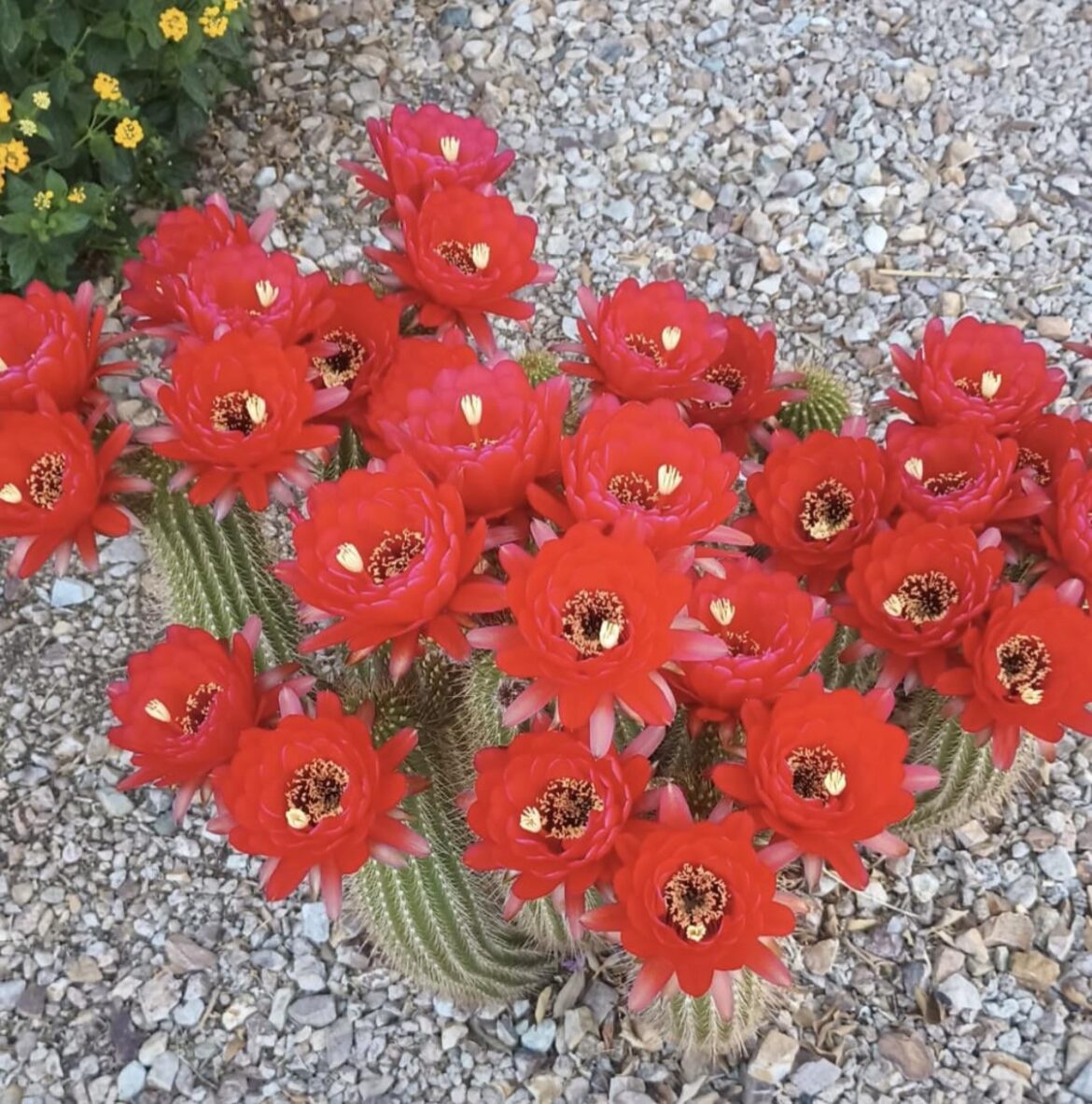 ‘Fuente de Sangre’ in full bloom #fountainofblood