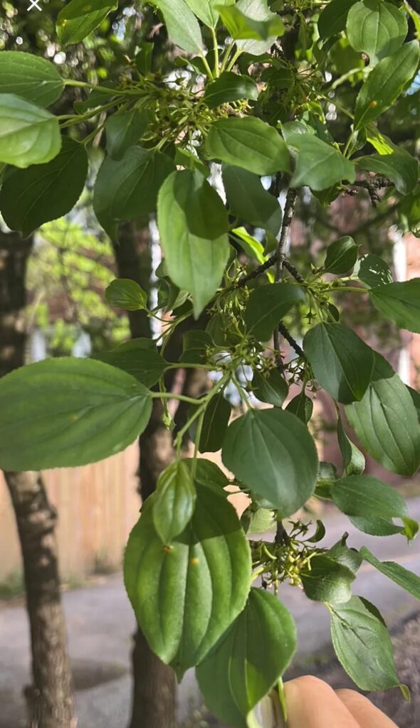 Can anyone id this tree?