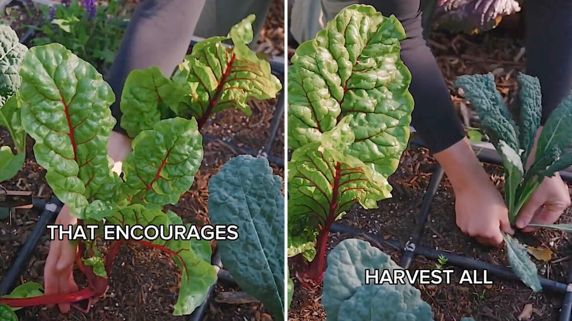 "The more you harvest, the more it continues to grow."