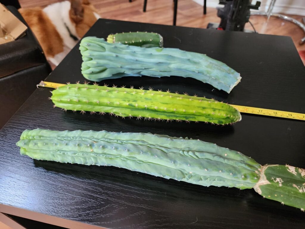 Today's harvest