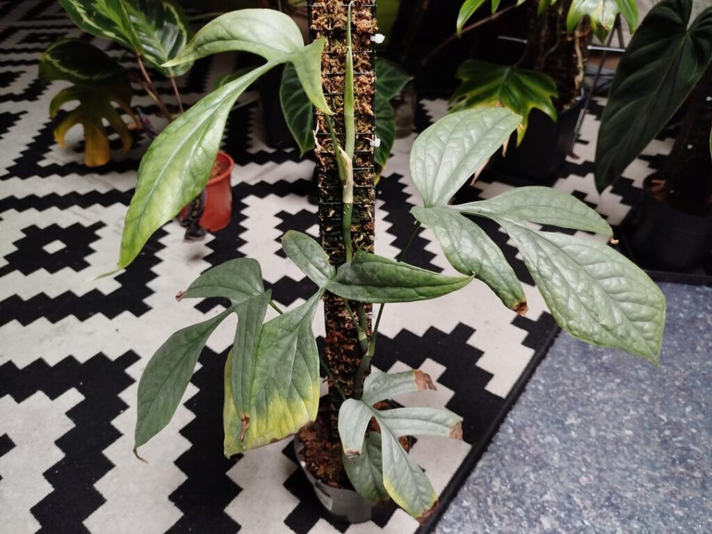 What’s wrong with my amydrium ? Fertiliser burn ? What's wrong with my amydrium ? Fertiliser burn ?