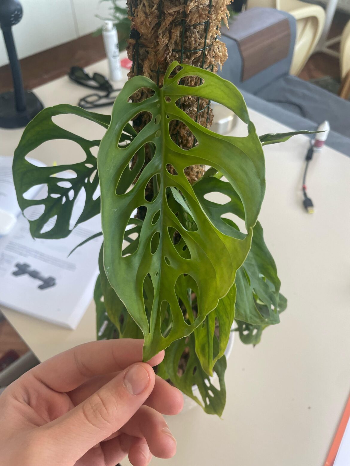 what kind of monstera is this?