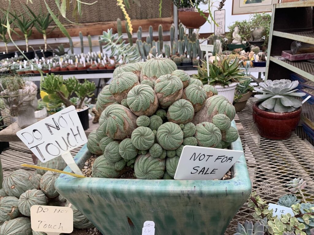 Question about Euphorbia Obesas and pupping