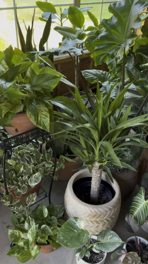 turned the shed into a makeshift greenhouse🪴