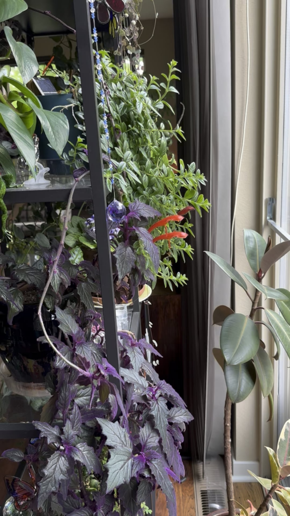 My goldfish plant bloomed!