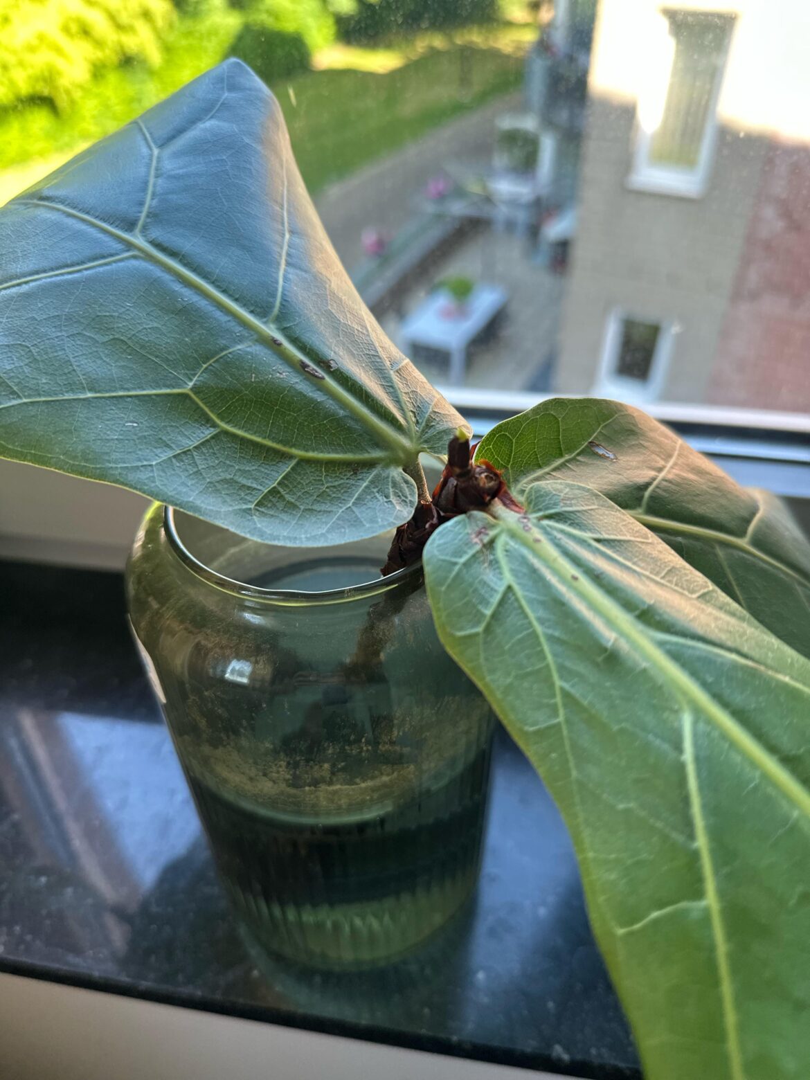 I see little bit of pruning in my fiddle fig that I had cut 3 weeks ago..