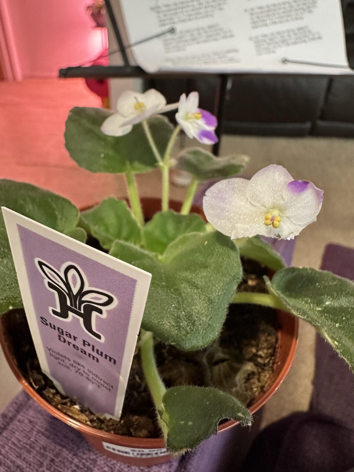 Found one of my wishlist violets!