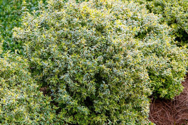Southern Living Plant Collection