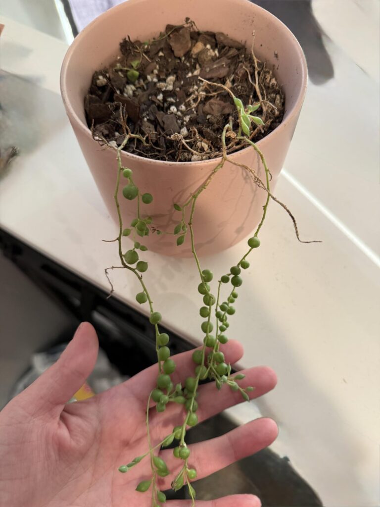 Please help me to not become a plant killer