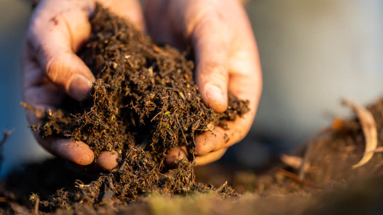 Person holding soil in their hands