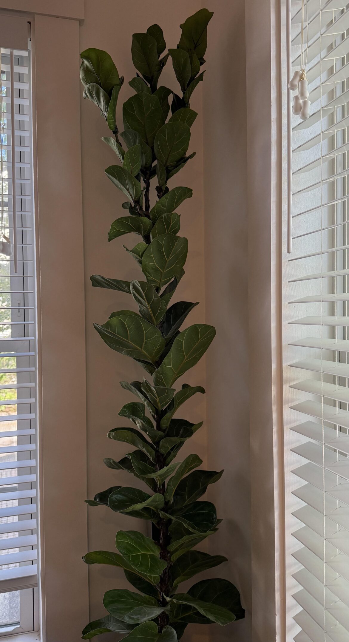 Is this a good/healthy fiddle leaf tree to get?