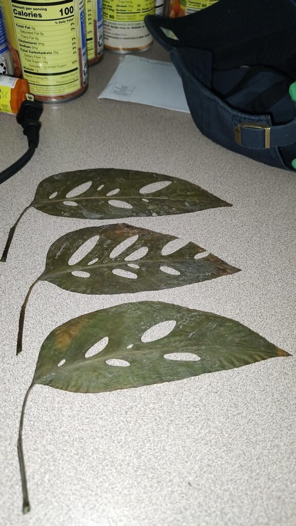 pressed monstera leaves a few weeks ago and found another plant I pressed SIX YEARS AGO