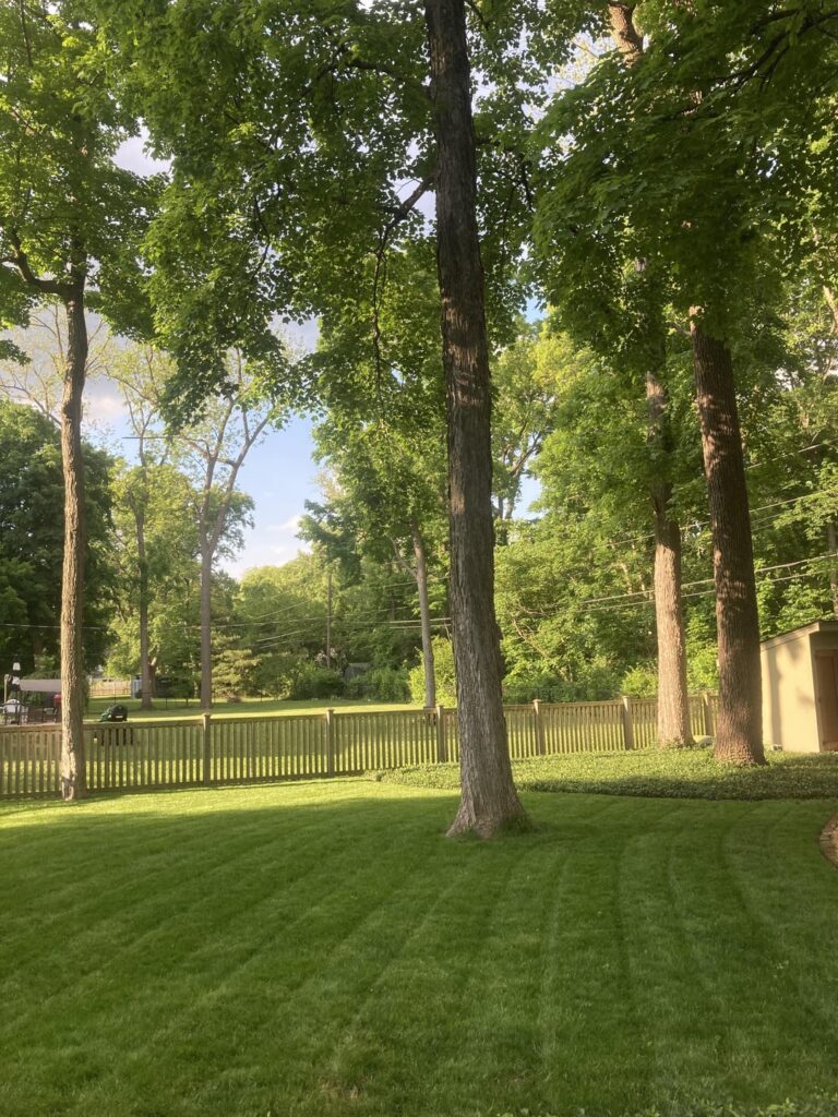 Some encouragement for those with Shade Lawns!