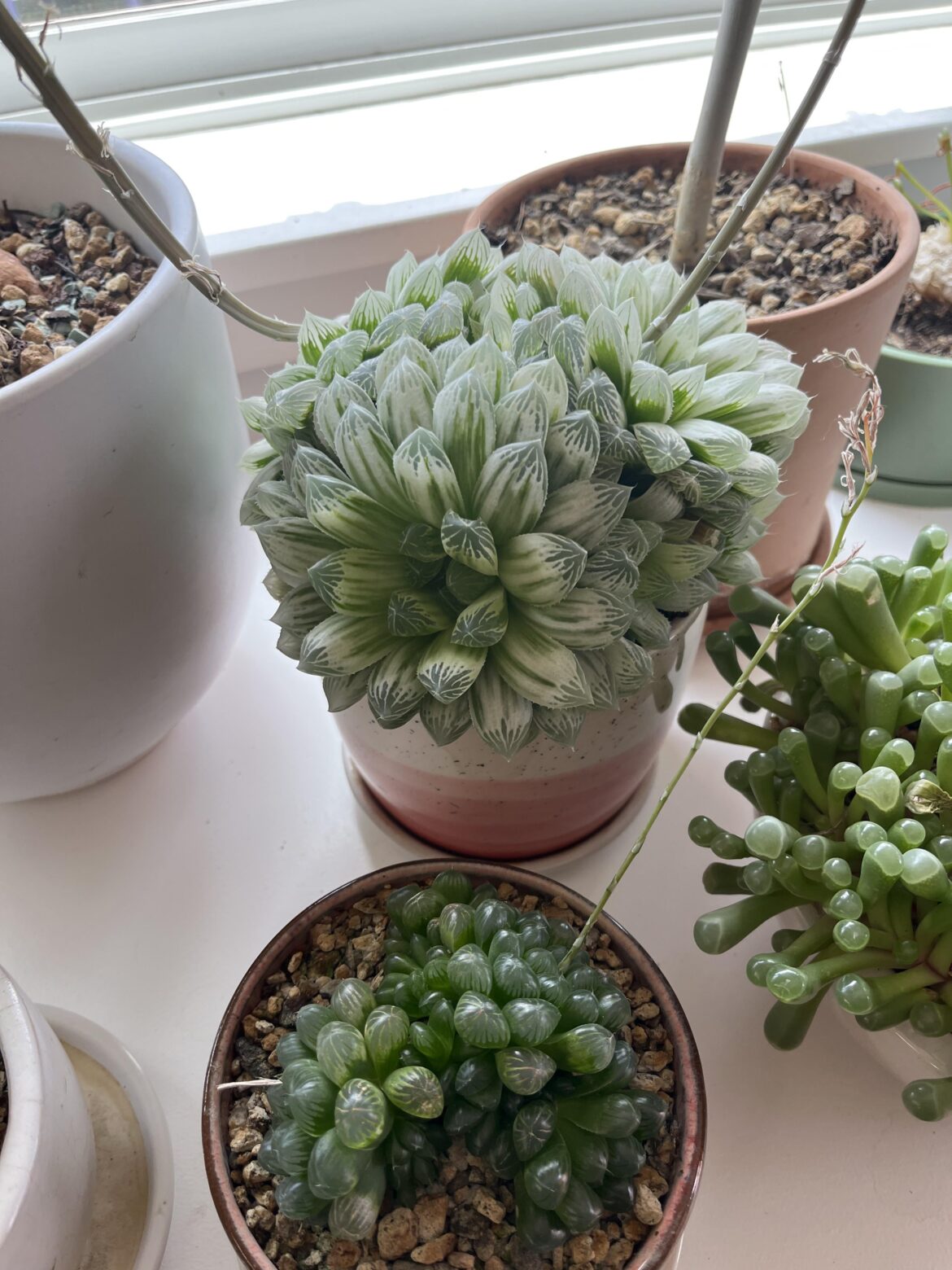 Tips for repot Tips for repot