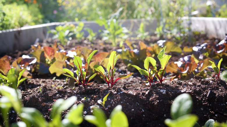 Garden bed with plants
