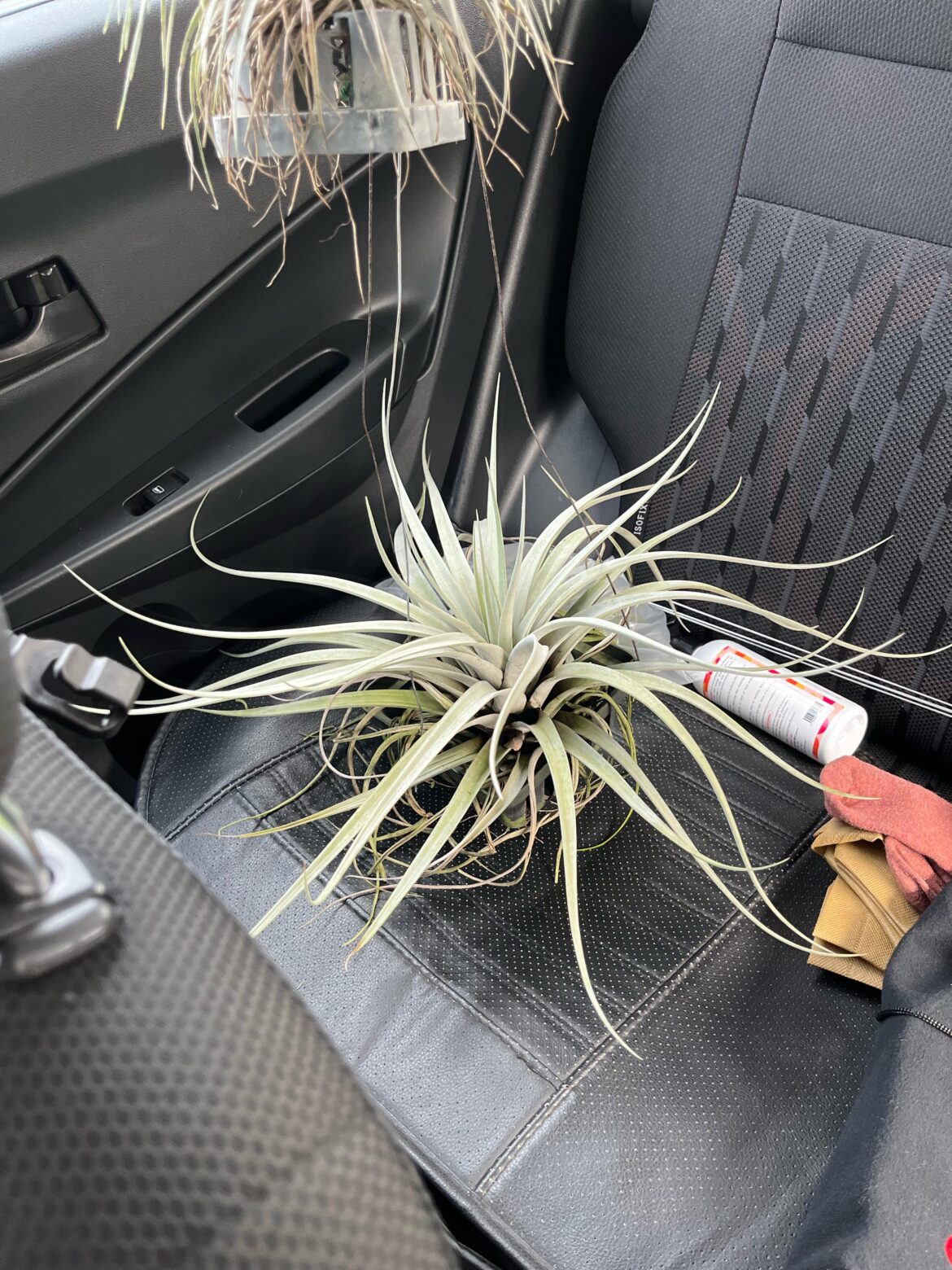 Tillandsia ID search