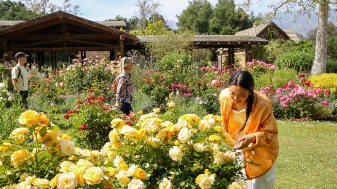 A big bouquet of lively summer events is blooming at Descanso Gardens – NBC Los Angeles