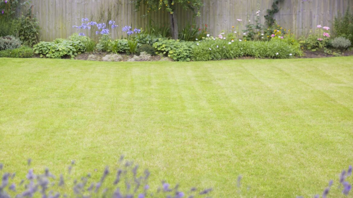 Gardening expert reveals vital step to keeping your lawn green and healthy during the summer heat Gardening expert reveals vital step to keeping your lawn green and healthy during the summer heat