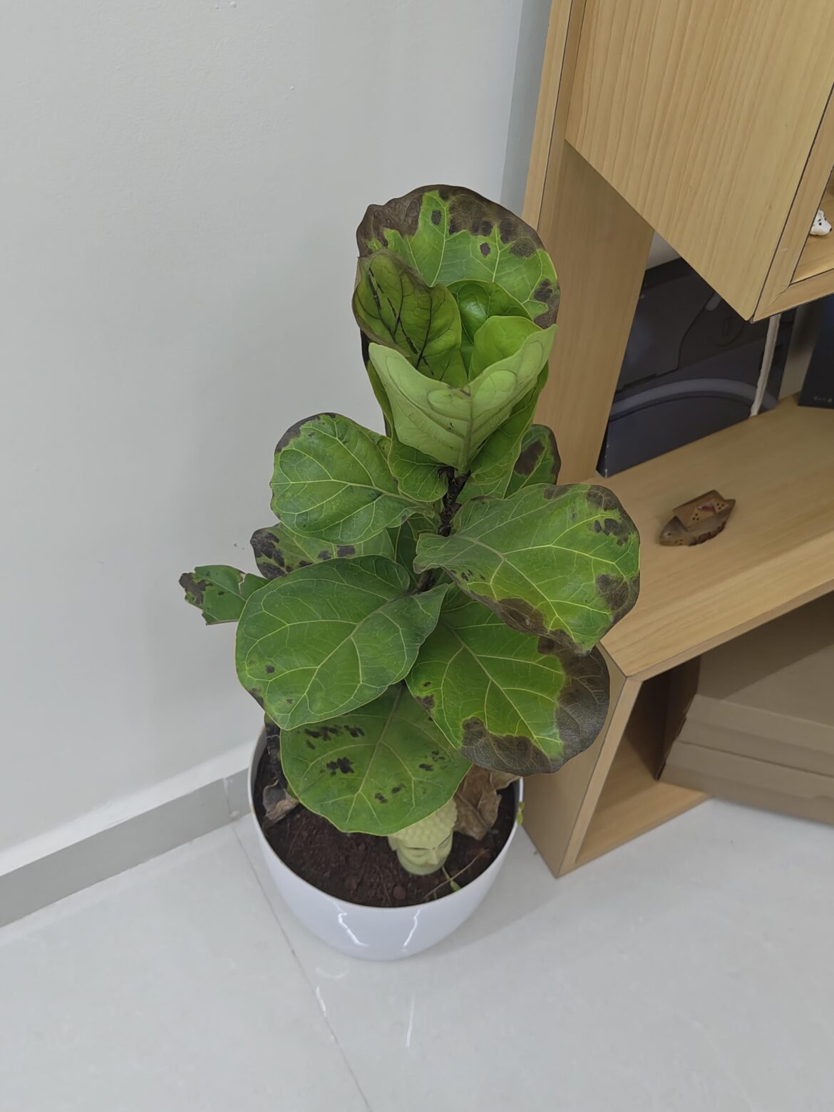 What is happening to my fiddle leaf :/